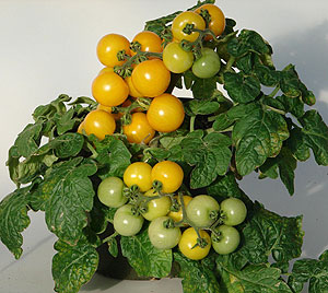 Container Patio Little Sun F1 Yellow Cherry Tomato Seeds