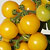 Container Patio Little Sun F1 Yellow Cherry Tomato Seeds
