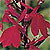 Lobelia Seeds
