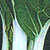 Pak Choy Seeds