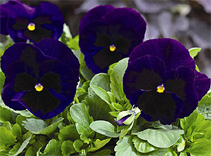 Mammoth Deep Blue Pansy Seeds