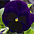 Mammoth Deep Blue Pansy Seeds