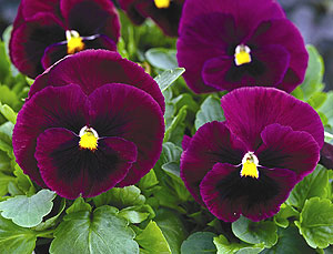 Mammoth Rocky Rose Pansy Seeds