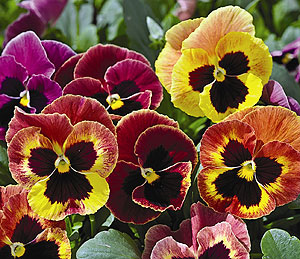 Mammoth Sangria Punch Pansy Seeds