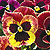Mammoth Sangria Punch Pansy Seeds