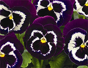 Mammoth Viva La Violet Pansy Seeds