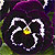 Mammoth Viva La Violet Pansy Seeds