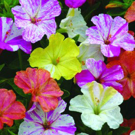 Marbles Mix Four O'Clocks Seeds