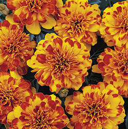 Bonanza Bolero Marigold Seeds