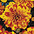 Bonanza Bolero Marigold Seeds