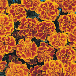 Bonanza Flame Marigold Seeds