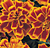 Bonanza Flame Marigold Seeds