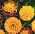 Marigold Seeds