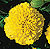 Boy Yellow Marigold Seeds