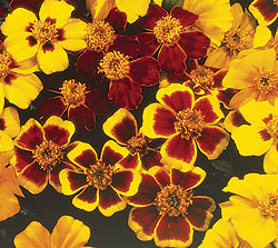 Small Single Mix Marigold Select Seeds