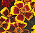 Disco Mix Marigold Seeds