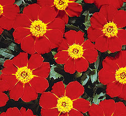 Disco Red Marigold Seeds