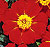 Disco Red Marigold Seeds