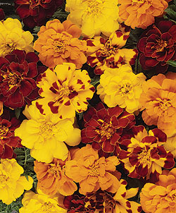 Durango Outback Marigold Seeds