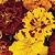 Durango Outback Marigold Seeds