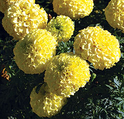 Large Yellow Marigold Select Seeds