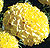 First Lady Yellow Marigold Seeds