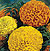 Lady Mix Marigold Seeds