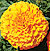 Lady Orange Marigold Seeds