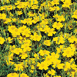 Lemon Gem Yellow Marigold Seeds