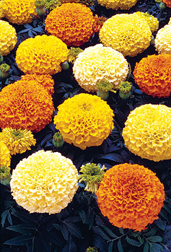 Large Mix Marigold Select Seeds