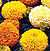 Marvel Mix Marigold Seeds