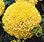 Marvel Yellow Marigold Seeds