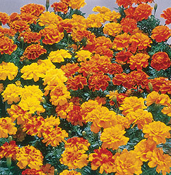 Safari Mix Marigold Seeds