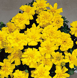 Safari Yellow Marigold Seeds