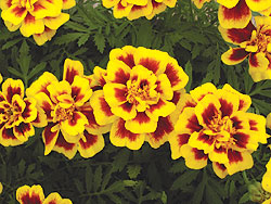 Safari Yellow Fire Marigold Seeds
