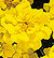 Safari Yellow Marigold Seeds