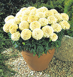 Sweet Cream White Marigold Seeds