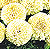 Sweet Cream White Marigold Seeds