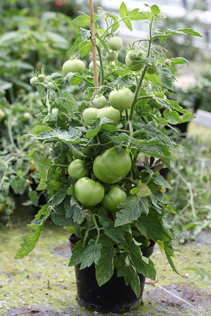 Container Patio Mega Bite F1 Tomato Seeds
