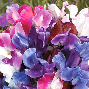 Melody Mix Sweet Pea Seeds