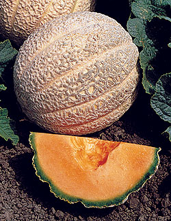 Classic Hybrid F1 Muskmelon Melon Seeds