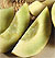 Earlidew Honeydew Melon Seeds