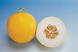 Amy F1 Honeydew Melon Seeds