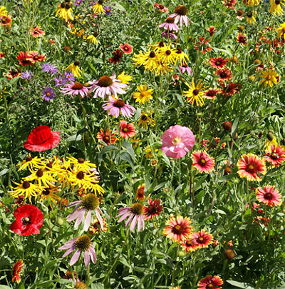 Midwest Wildflower Seed Mix