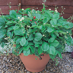 Container Patio Mignonette Strawberry Seeds