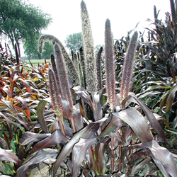 Purple Baron Millet Seeds