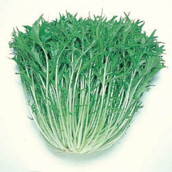 Japanese Mizuna Mustard Green Seeds