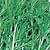 Mizuna Seeds