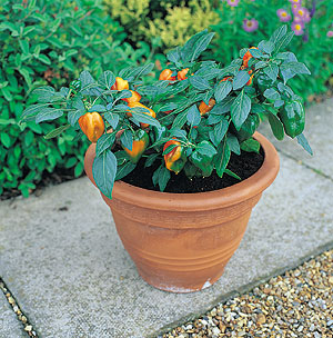 Container Patio Mohawk F1 Sweet Pepper Seeds