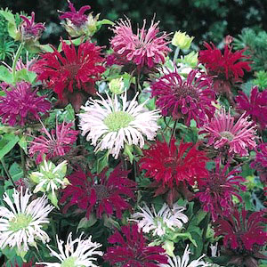 Monarda Bee Balm - Panorama Mix Seeds